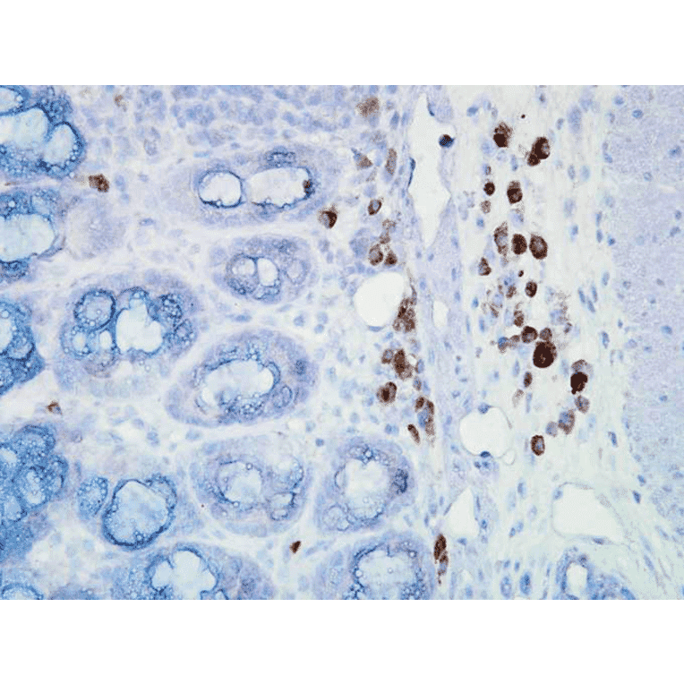 Immunohistochemistry - Anti-HSP90 Antibody [D7A] (A305112) - Antibodies.com