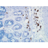 Immunohistochemistry - Anti-HSP90 Antibody [D7A] (A305112) - Antibodies.com