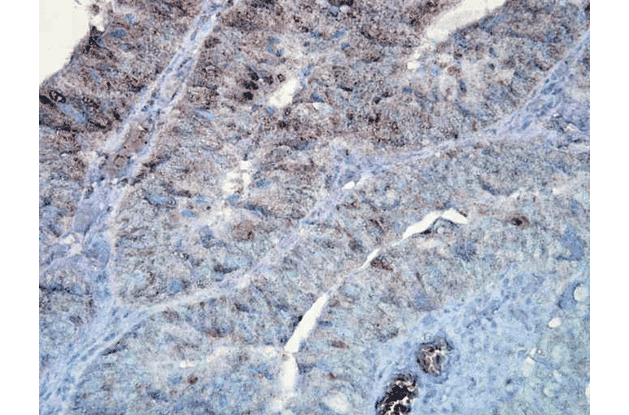 Immunohistochemistry - Anti-HSP90 Antibody [D7A] (A305112) - Antibodies.com