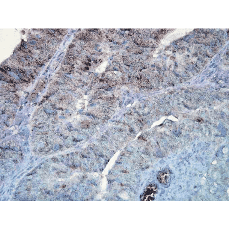 Immunohistochemistry - Anti-HSP90 Antibody [D7A] (A305112) - Antibodies.com