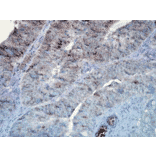 Immunohistochemistry - Anti-HSP90 Antibody [D7A] (A305112) - Antibodies.com