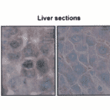 Immunohistochemistry - Anti-HSP70 Antibody [BB70] (A305113) - Antibodies.com