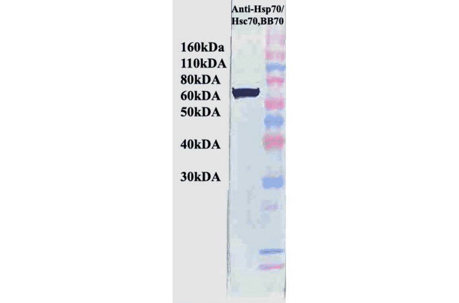 Western Blot - Anti-HSP70 Antibody [BB70] (A305113) - Antibodies.com