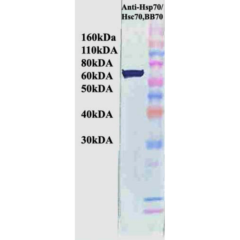 Western Blot - Anti-HSP70 Antibody [BB70] (A305113) - Antibodies.com