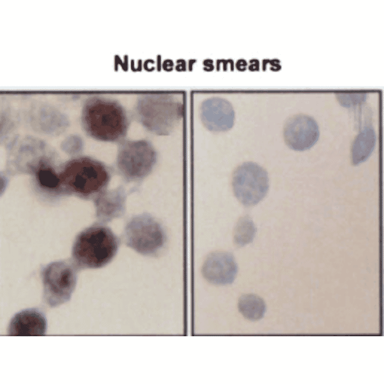 Immunocytochemistry/Immunofluorescence - Anti-HSP70 Antibody [BB70] (A305113) - Antibodies.com