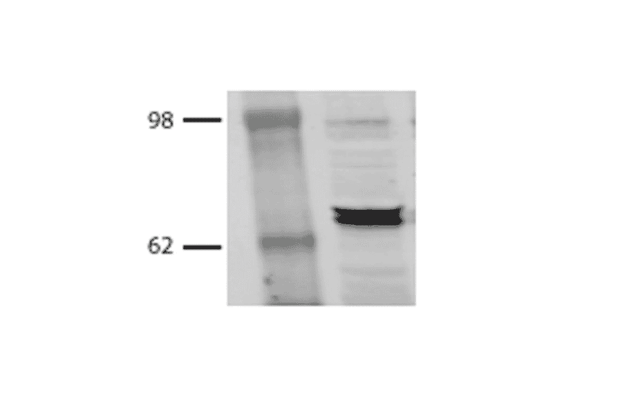 Western Blot - Anti-HSP70 Antibody [BB70] (A305113) - Antibodies.com