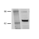 Western Blot - Anti-HSP70 Antibody [BB70] (A305113) - Antibodies.com