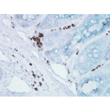 Immunohistochemistry - Anti-HSP70 Antibody [BB70] (A305113) - Antibodies.com