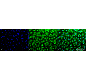 Immunocytochemistry/Immunofluorescence - Anti-ERK1 Antibody (A305114) - Antibodies.com