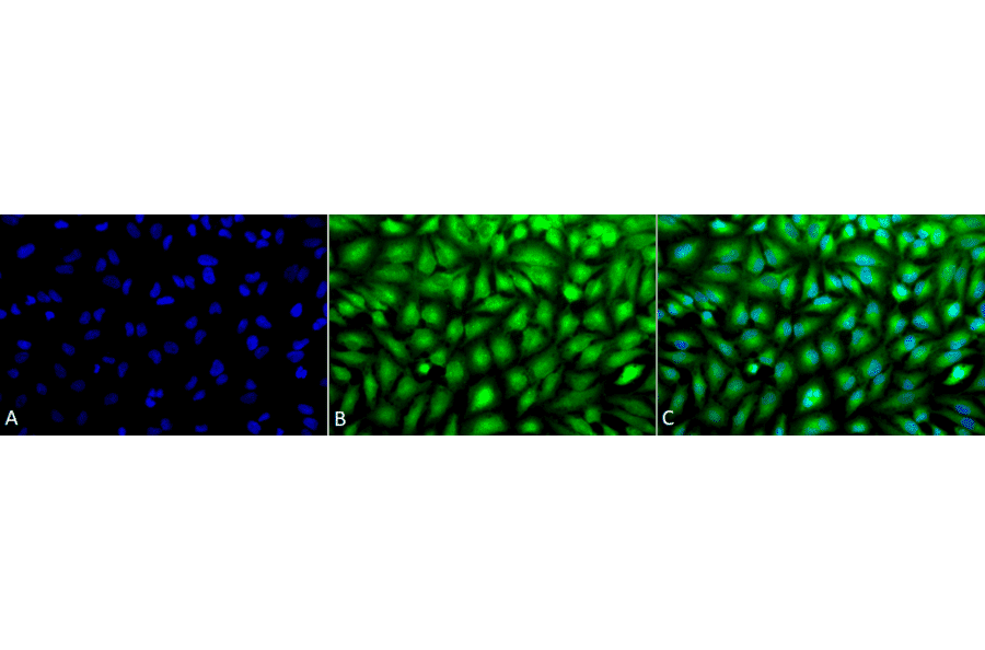 Immunocytochemistry/Immunofluorescence - Anti-ERK1 Antibody (A305114) - Antibodies.com