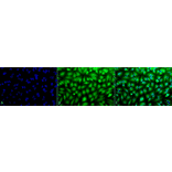 Immunocytochemistry/Immunofluorescence - Anti-ERK1 Antibody (A305114) - Antibodies.com