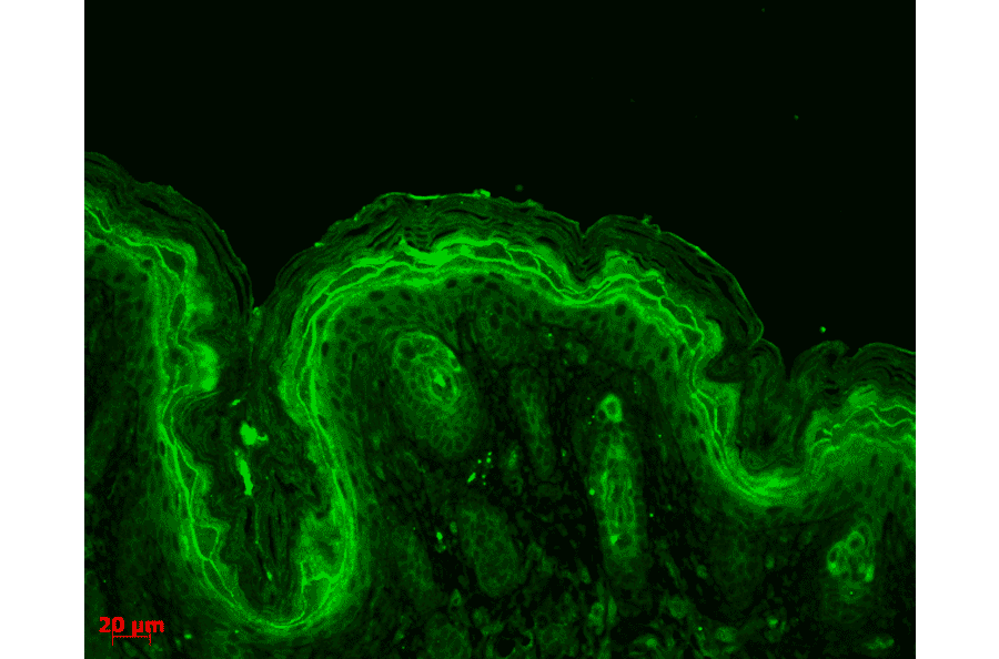 Immunohistochemistry - Anti-ERK1 Antibody (A305114) - Antibodies.com