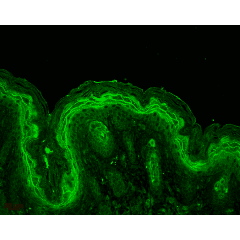Immunohistochemistry - Anti-ERK1 Antibody (A305114) - Antibodies.com