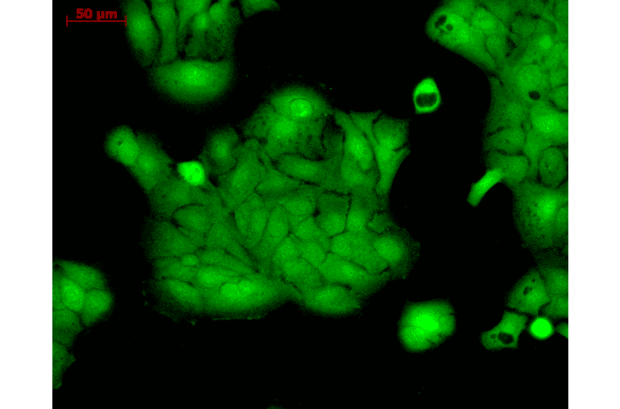 Immunocytochemistry/Immunofluorescence - Anti-ERK1 Antibody (A305114) - Antibodies.com