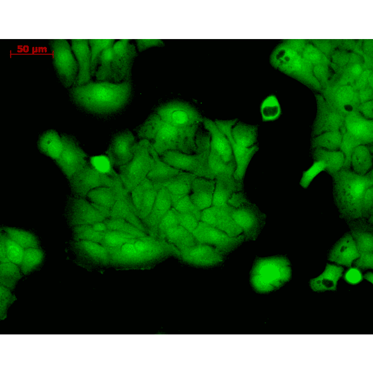 Immunocytochemistry/Immunofluorescence - Anti-ERK1 Antibody (A305114) - Antibodies.com