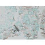 Immunohistochemistry - Anti-ERK1 Antibody (A305114) - Antibodies.com