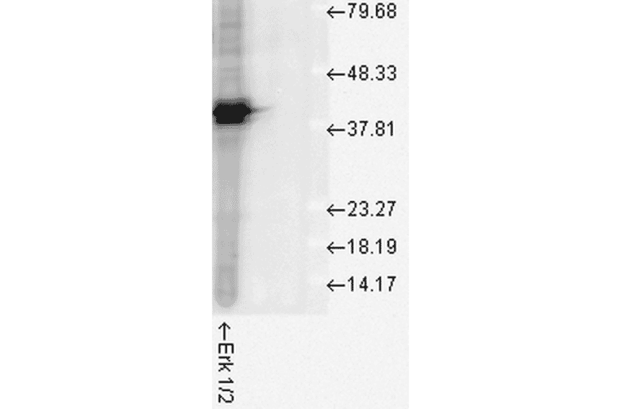 Western Blot - Anti-ERK1 Antibody (A305114) - Antibodies.com