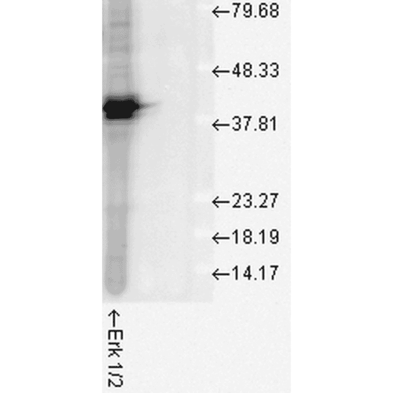 Western Blot - Anti-ERK1 Antibody (A305114) - Antibodies.com