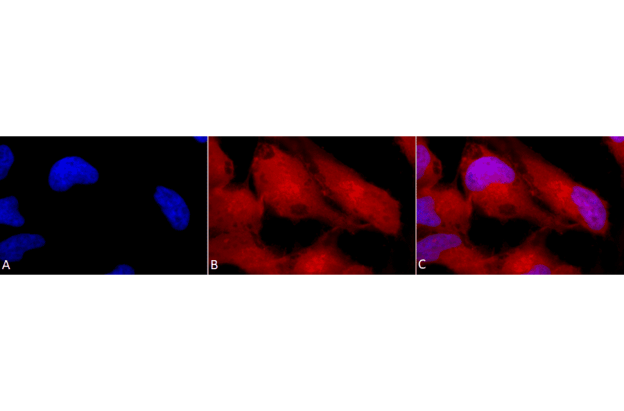Immunocytochemistry/Immunofluorescence - Anti-ERK1 Antibody (A305114) - Antibodies.com