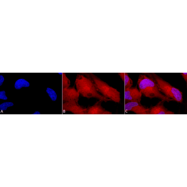 Immunocytochemistry/Immunofluorescence - Anti-ERK1 Antibody (A305114) - Antibodies.com
