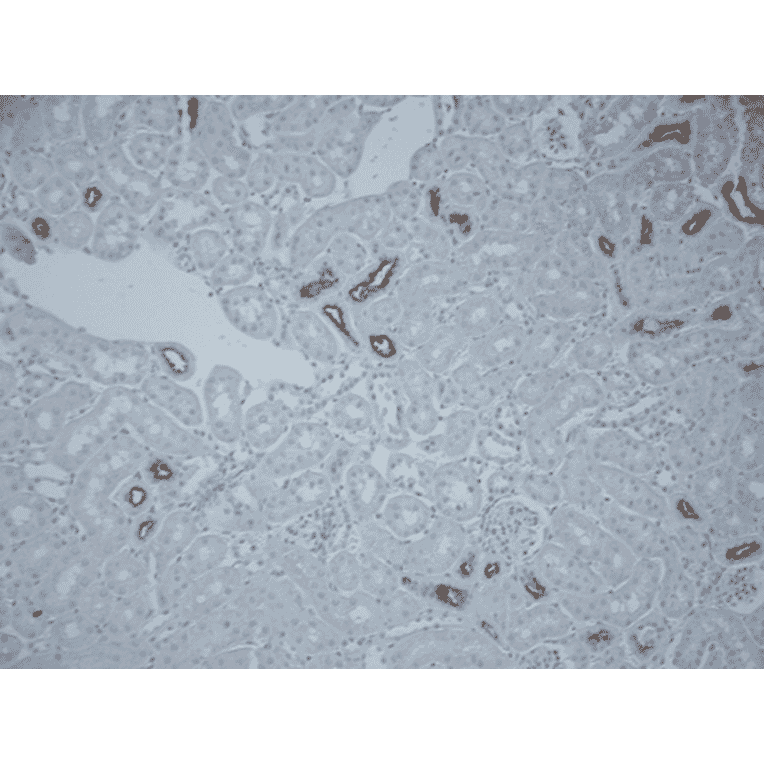 Immunohistochemistry - Anti-SLC12A3 Antibody (A305115) - Antibodies.com