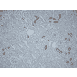 Immunohistochemistry - Anti-SLC12A3 Antibody (A305115) - Antibodies.com
