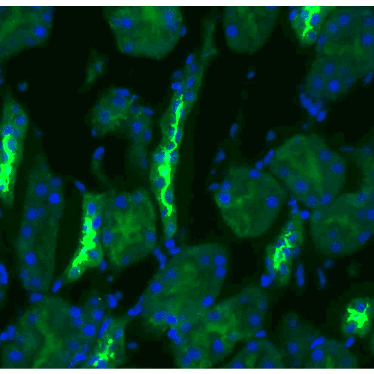Immunohistochemistry - Anti-SLC12A3 Antibody (A305115) - Antibodies.com
