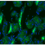 Immunohistochemistry - Anti-SLC12A3 Antibody (A305115) - Antibodies.com