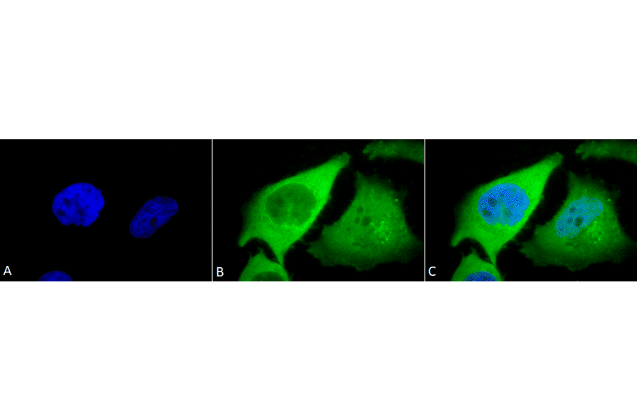 Immunocytochemistry/Immunofluorescence - Anti-Heme Oxygenase 1 Antibody (A305116) - Antibodies.com