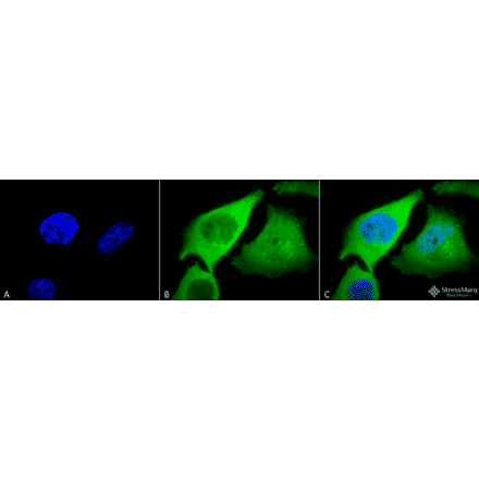 Immunocytochemistry/Immunofluorescence - Anti-Heme Oxygenase 1 Antibody (A305116) - Antibodies.com