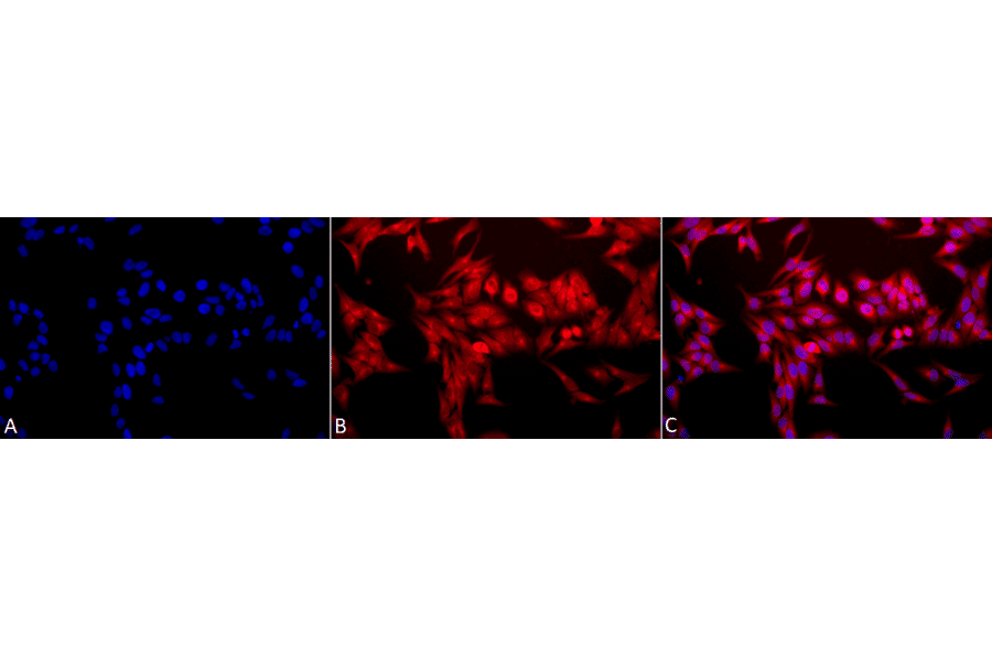 Immunocytochemistry/Immunofluorescence - Anti-Heme Oxygenase 1 Antibody (A305116) - Antibodies.com