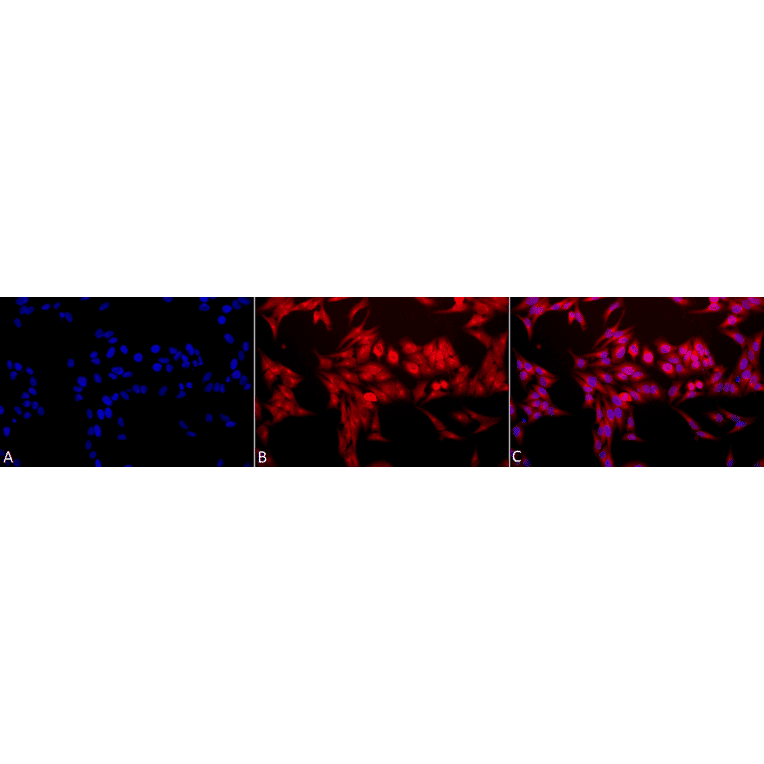 Immunocytochemistry/Immunofluorescence - Anti-Heme Oxygenase 1 Antibody (A305116) - Antibodies.com
