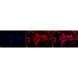 Immunocytochemistry/Immunofluorescence - Anti-Heme Oxygenase 1 Antibody (A305116) - Antibodies.com