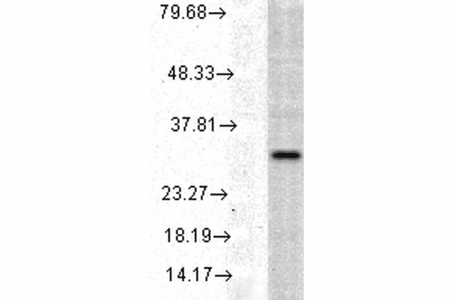 Western Blot - Anti-Heme Oxygenase 1 Antibody (A305116) - Antibodies.com