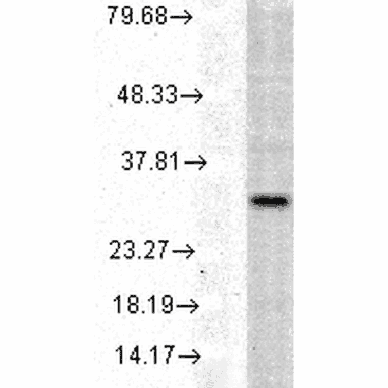 Western Blot - Anti-Heme Oxygenase 1 Antibody (A305116) - Antibodies.com