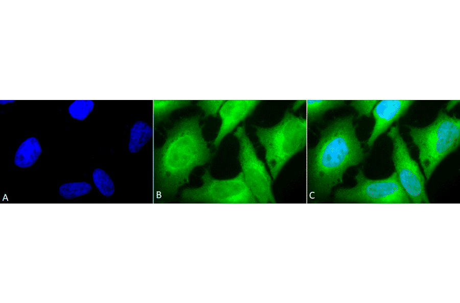 Immunocytochemistry/Immunofluorescence - Anti-Heme Oxygenase 1 Antibody (A305116) - Antibodies.com