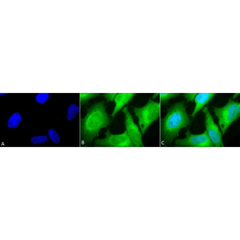 Immunocytochemistry/Immunofluorescence - Anti-Heme Oxygenase 1 Antibody (A305116) - Antibodies.com