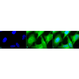 Immunocytochemistry/Immunofluorescence - Anti-Heme Oxygenase 1 Antibody (A305116) - Antibodies.com