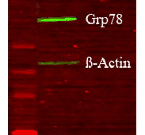 Western Blot - Anti-GRP78 Antibody (A305117) - Antibodies.com