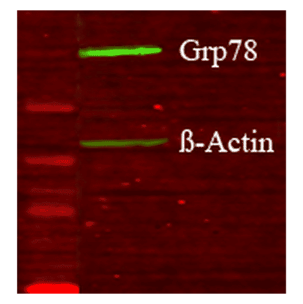Western Blot - Anti-GRP78 Antibody (A305117) - Antibodies.com