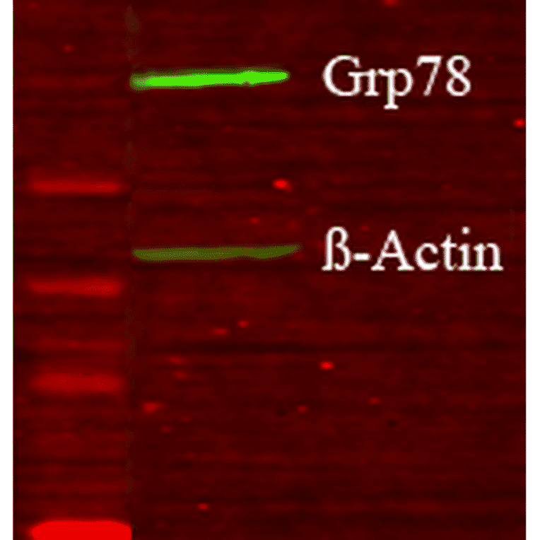 Western Blot - Anti-GRP78 Antibody (A305117) - Antibodies.com