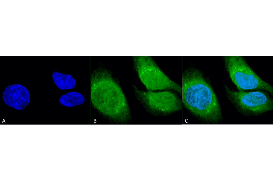 Immunocytochemistry/Immunofluorescence - Anti-GRP78 Antibody (A305117) - Antibodies.com