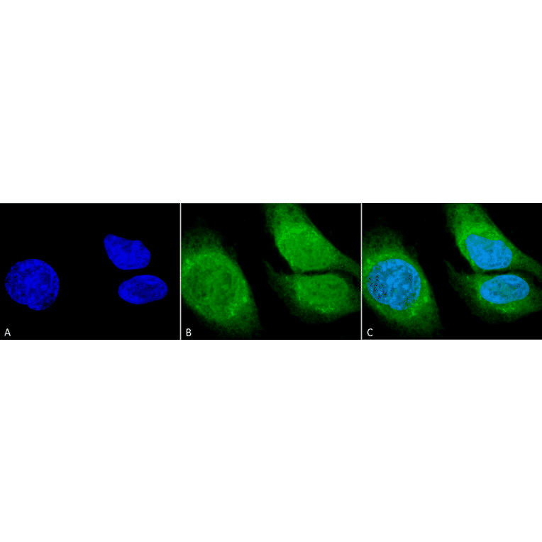 Immunocytochemistry/Immunofluorescence - Anti-GRP78 Antibody (A305117) - Antibodies.com