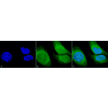 Immunocytochemistry/Immunofluorescence - Anti-GRP78 Antibody (A305117) - Antibodies.com