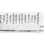 Western Blot - Anti-FKBP52 Antibody [Hi52C] (A305118) - Antibodies.com