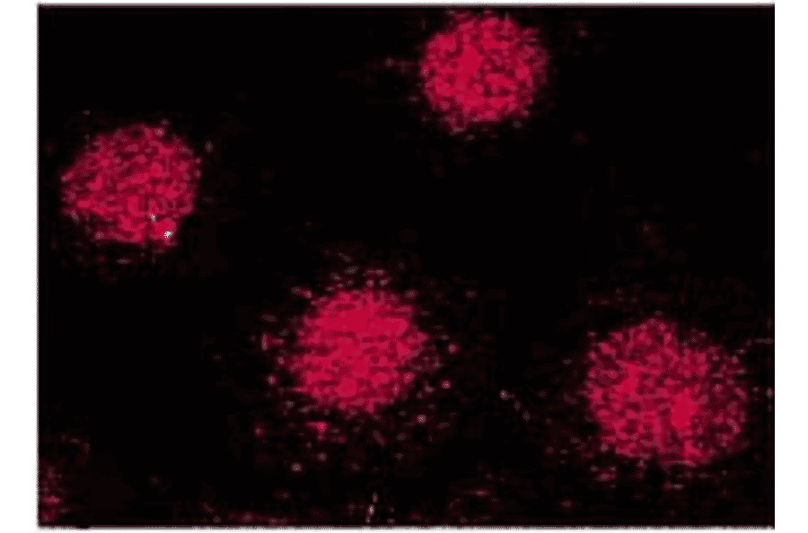Immunocytochemistry/Immunofluorescence - Anti-FKBP52 Antibody [Hi52C] (A305118) - Antibodies.com