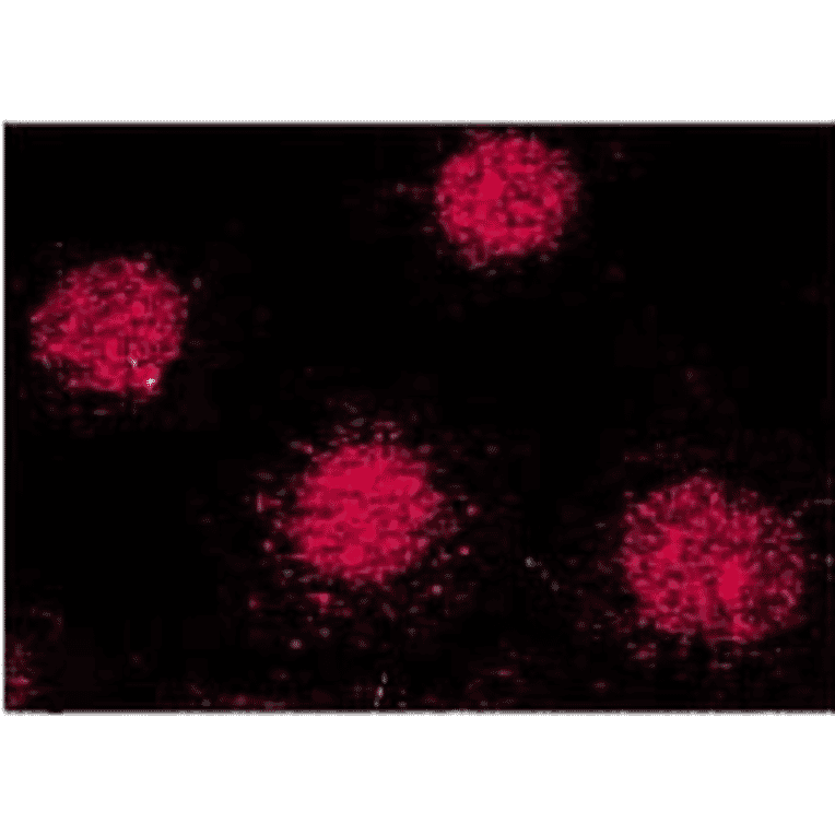 Immunocytochemistry/Immunofluorescence - Anti-FKBP52 Antibody [Hi52C] (A305118) - Antibodies.com