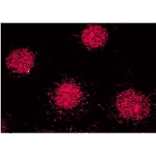 Immunocytochemistry/Immunofluorescence - Anti-FKBP52 Antibody [Hi52C] (A305118) - Antibodies.com