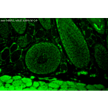 Immunohistochemistry - Anti-FKBP52 Antibody [Hi52C] (A305118) - Antibodies.com