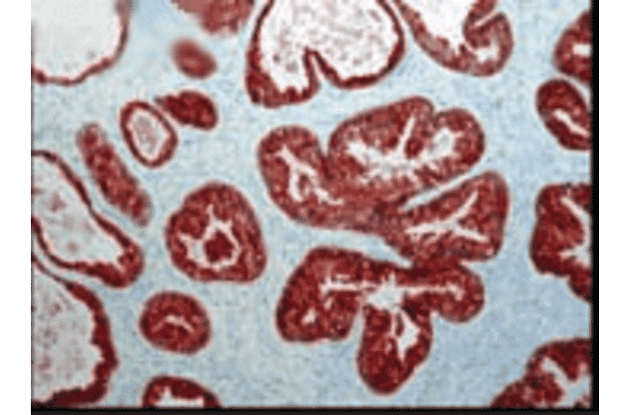 Immunohistochemistry - Anti-FKBP52 Antibody [Hi52C] (A305118) - Antibodies.com